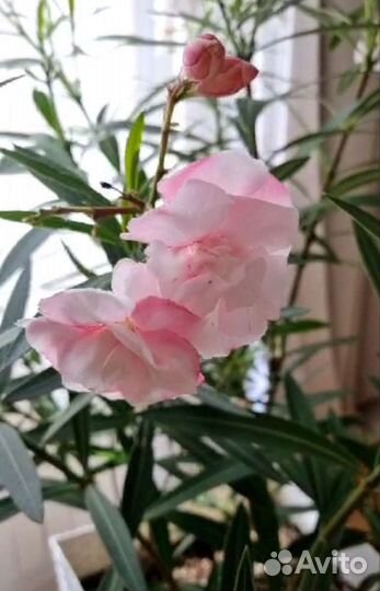Цветок Олеандр в горшке