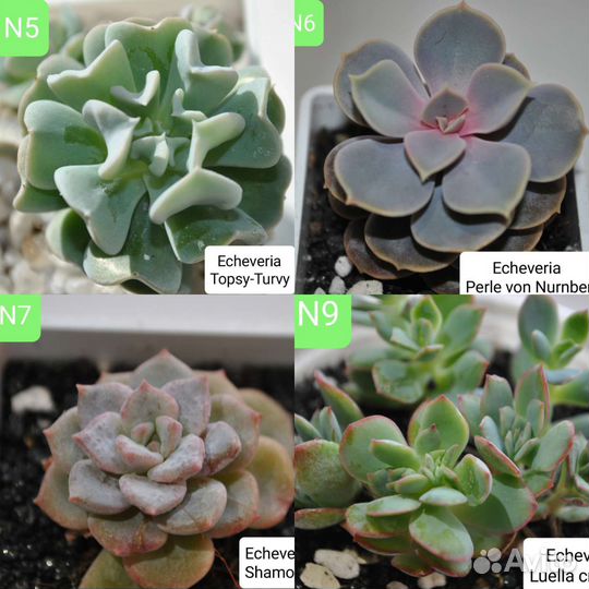 Суккуленты эхеверии