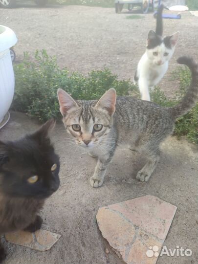 Котята в добрые руки бесплатно