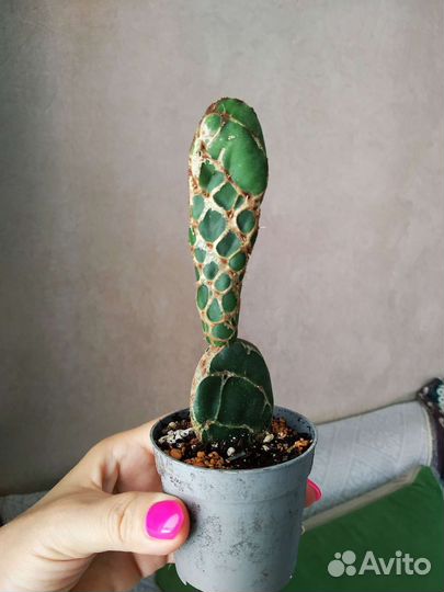 Кактусы и суккуленты