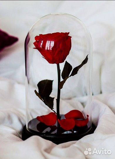 Роза в колбе. Оригинальный подарок