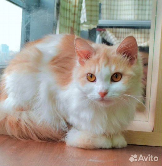 Самая прекрасная