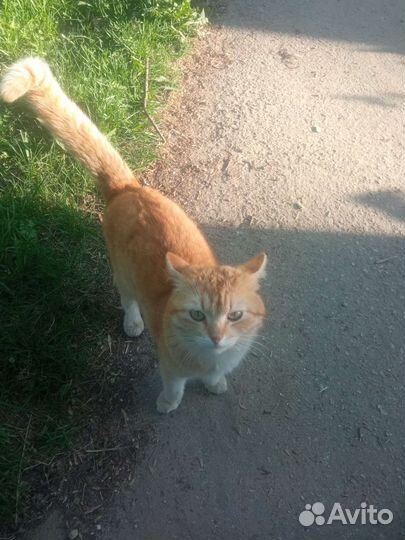 Котик в добрые руки
