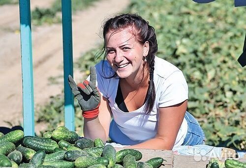 Вахта/г. Волгоград/Сборщик огурцов/ Питание