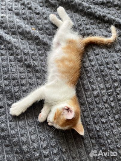 Отдам в добрые руки котят