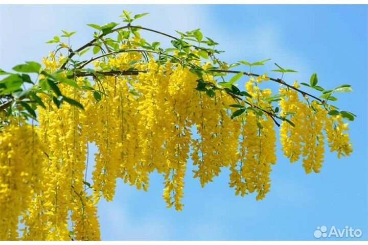 Мёд натуральный,акация,майский кориандр,мед