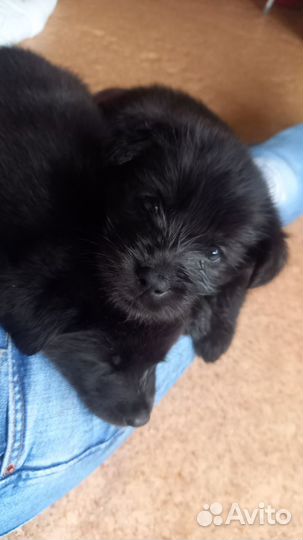 Щенок в добрые руки бесплатно