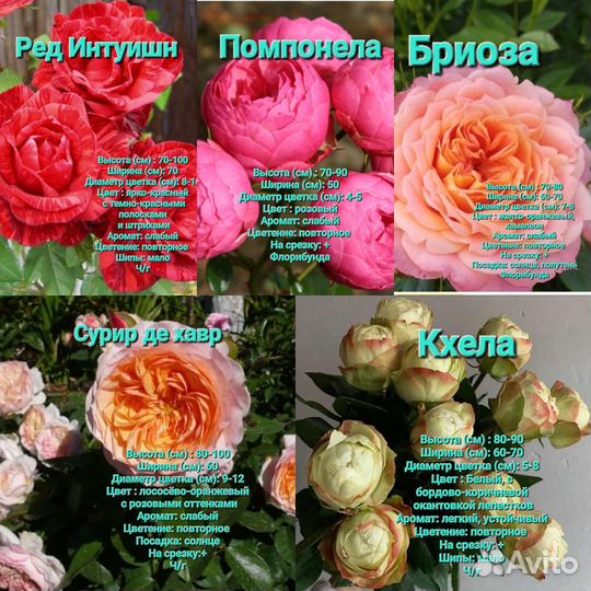 Саженцы роз