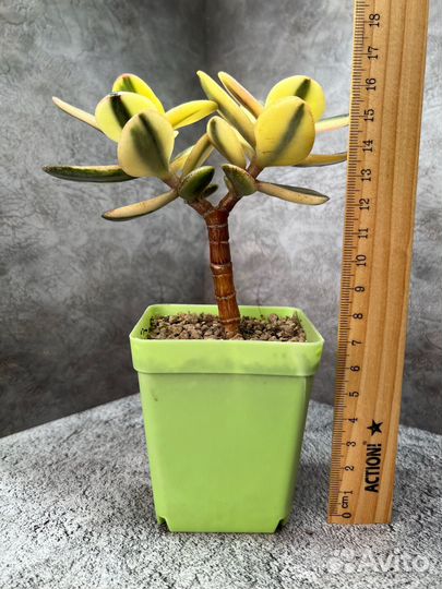 Древовидные крассулы