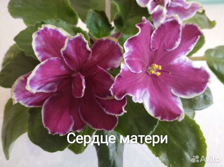 Детки сортовых фиалок. Стартеры