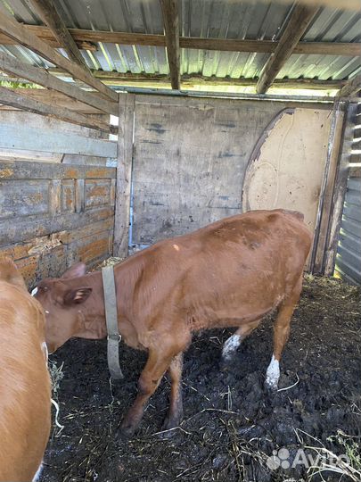 Телята 4 телят