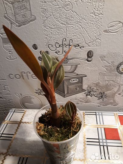 Дракоценная орхидея людиссия