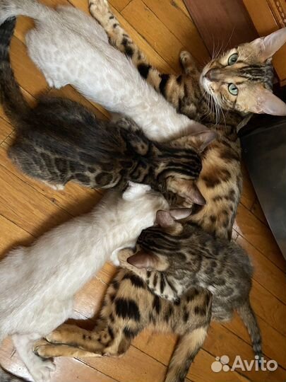 Бенгальская