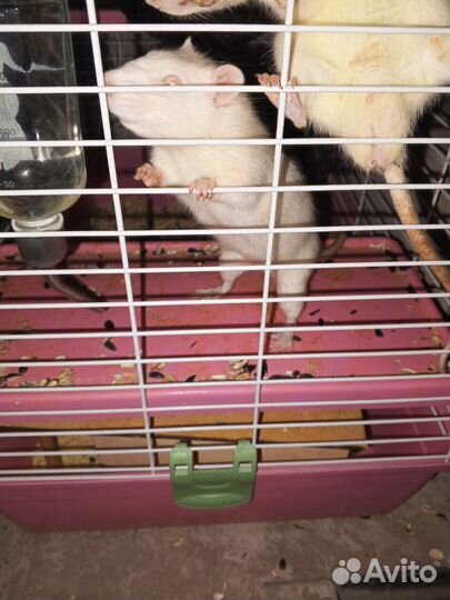 Декоративная крыса