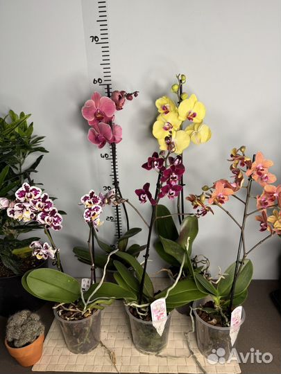 Орхидеи