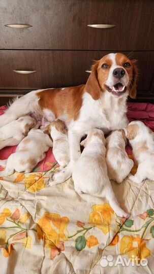 Бретонский Эпаньоль