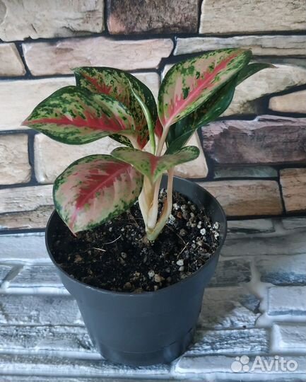 Аглаонемы