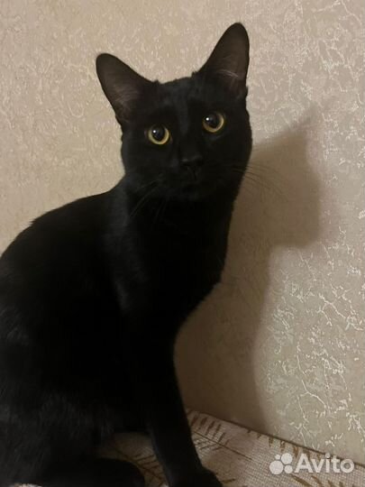 Бурман кот ищет красивую кошку