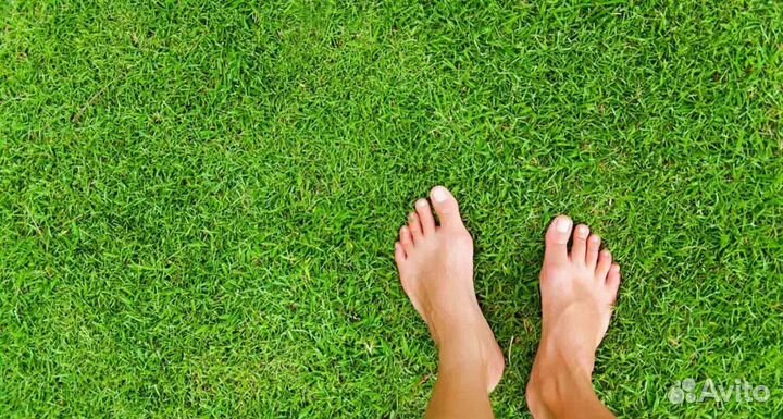 Рулонный газон