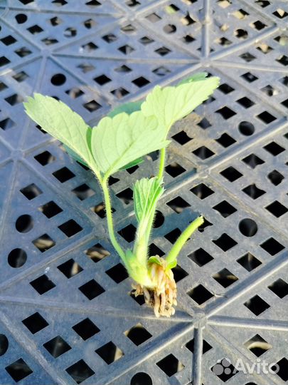 Рассада клубники