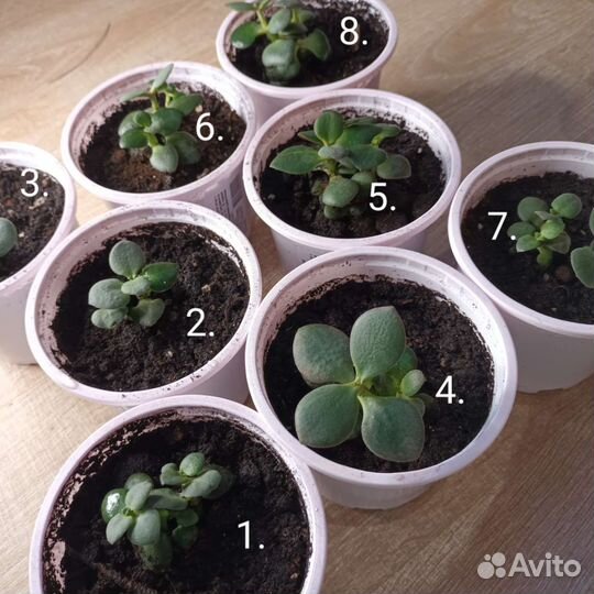 Толстянка. Денежное дерево. Живое дерево