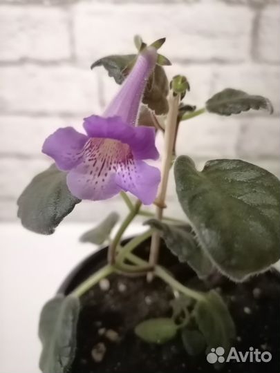 Комнатные растения/Хирита, минисиннингия, фиалка