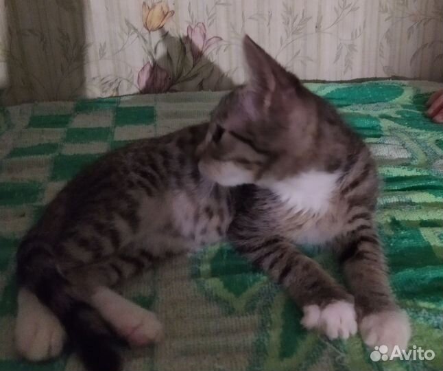 Котики от кошки- мышекрысоловки в добрые руки