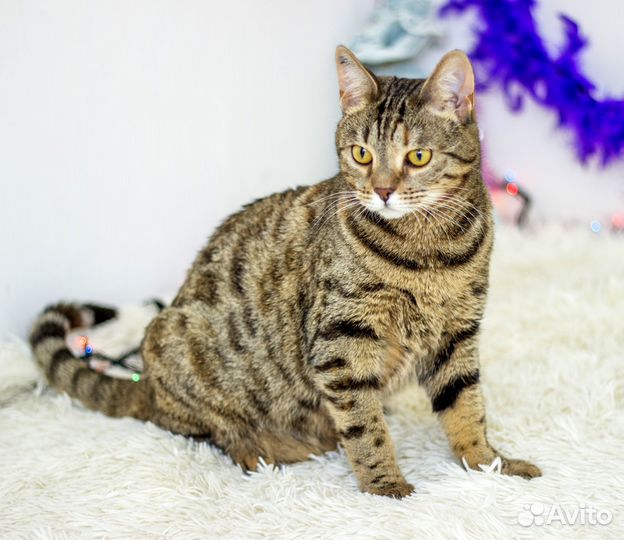 Красивая камышка ищет новый дом