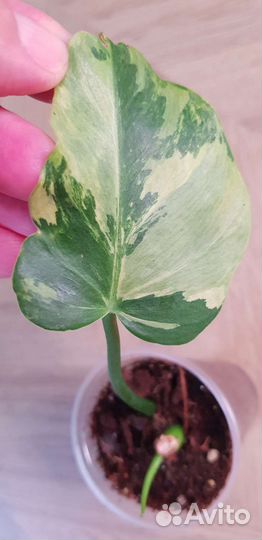 Филодендрон Т31 вариегатный