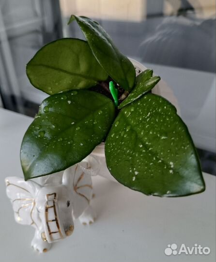 Хойя Карноза