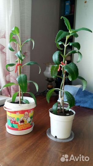 Каланхоэ лечебное