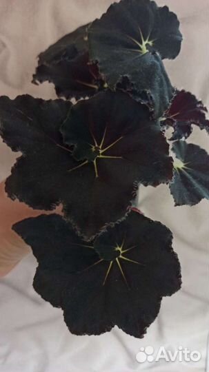 Бегонии королевские,декоративнолиственные