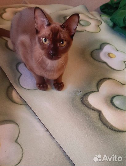 Бурманские котята