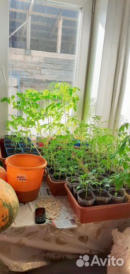 Рассада огурцов, помидор, перцев и другое