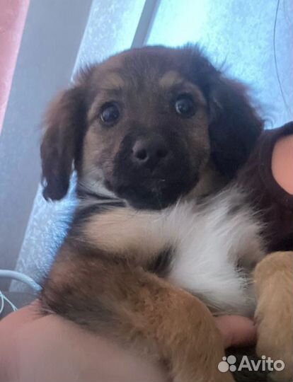 Щенок в добрые руки бесплатно