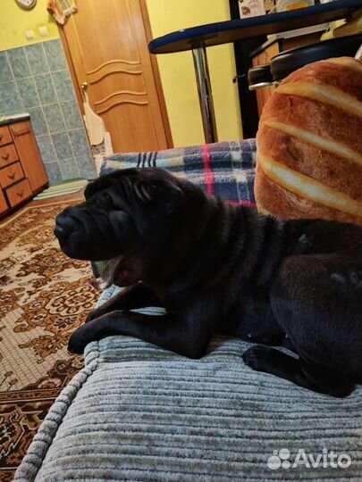 Шарпей девочка вязка