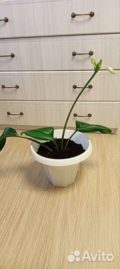 Эухарис амазонская лилия