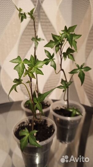 Монстера Адансона Хедера Мини колибри Риттеркрауц