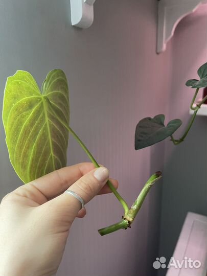 Филодендрон веррукозум