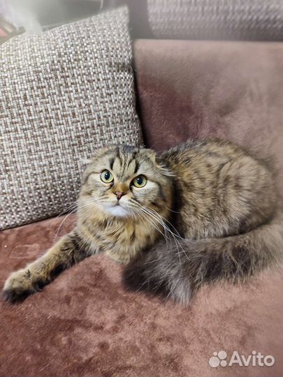 Кот на вязку