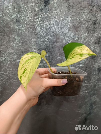 Комнатные растения цветы