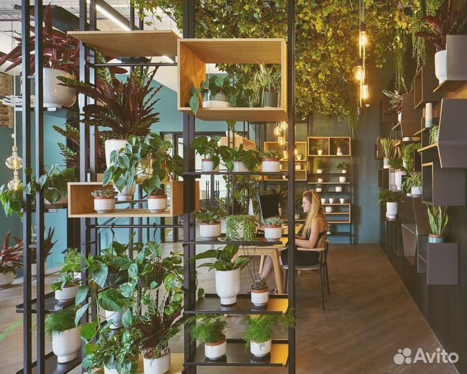 Тропическая кофейня готовый бизнес