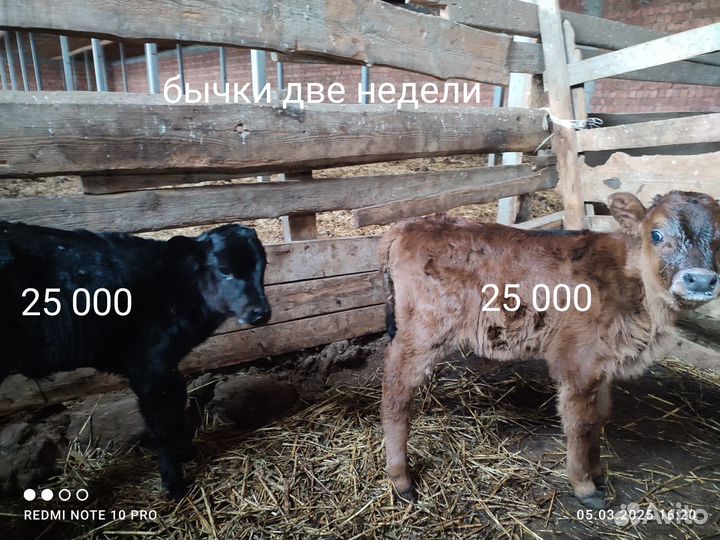 Телята бычки