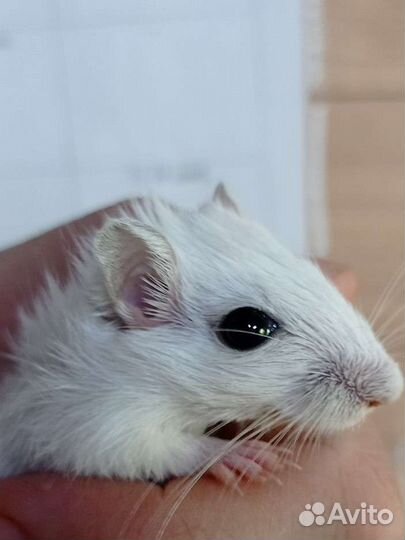 Песчанка