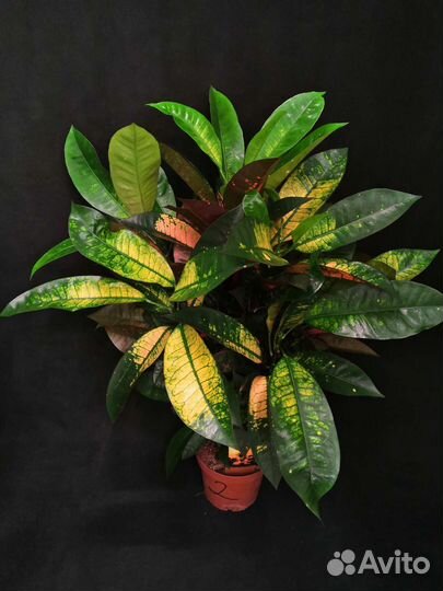 Кротон миссис айстон 14/70