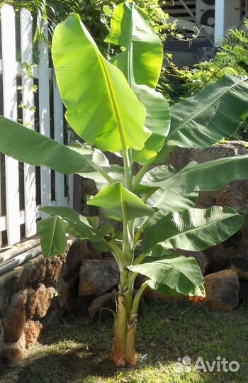 Банан японский