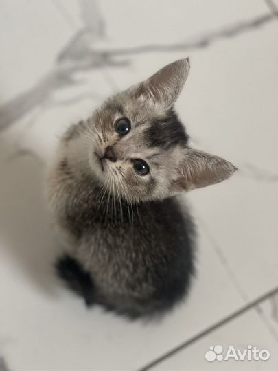 Котенок чаузи серебро