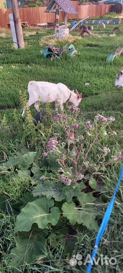 Козлик и козочки от дойной козы