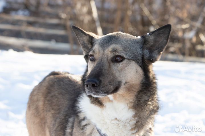 Небольшая девочка, метис лайки из приюта