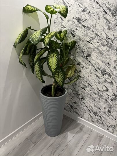 Диффенбахия